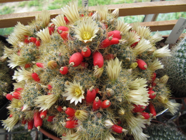 Mammillaria prolifera
