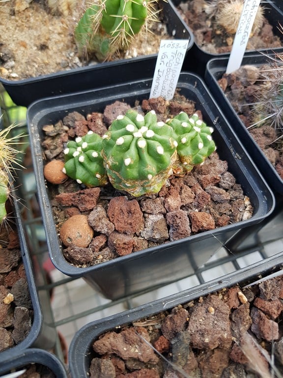 réf:137 Echinocereus  Triglochidiatus var, inermis