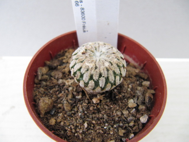 réf:589-1 photo prise le 09-10-2011