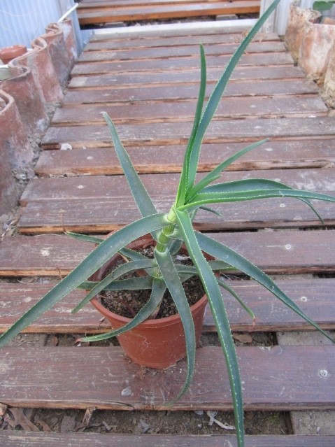 1706-1 photo prise le 06-09-2012