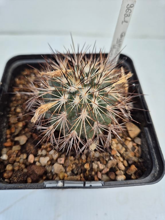 Gymnocactus horripilus