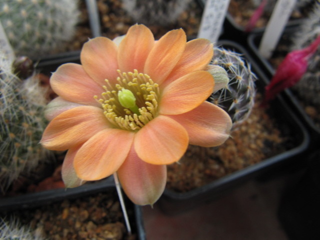 Rebutia Pygmaea vihangei RH 518 