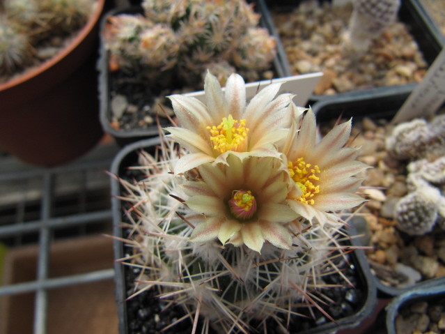 Escobaria Robbingorum SB464 