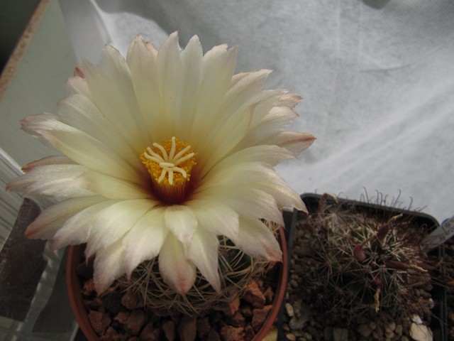 Coryphantha compacta 