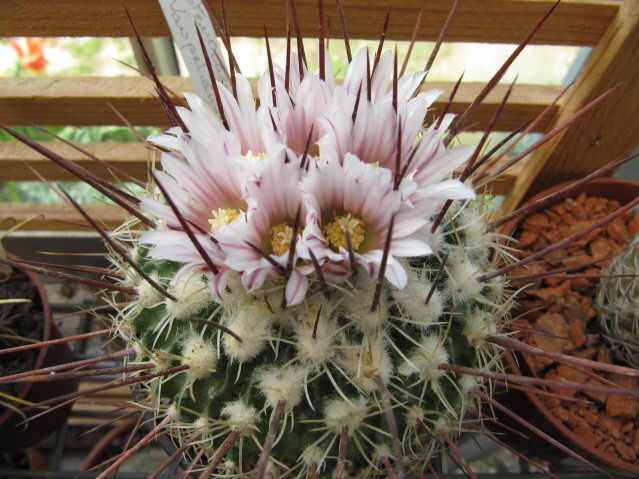 Echinofossulocactus Vaupelianus