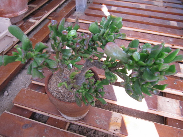 réf:1531-1 Photo prise le 24-10-2010