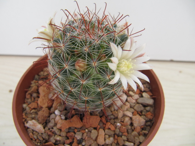 Mammillaria Trichacantha SB 21 