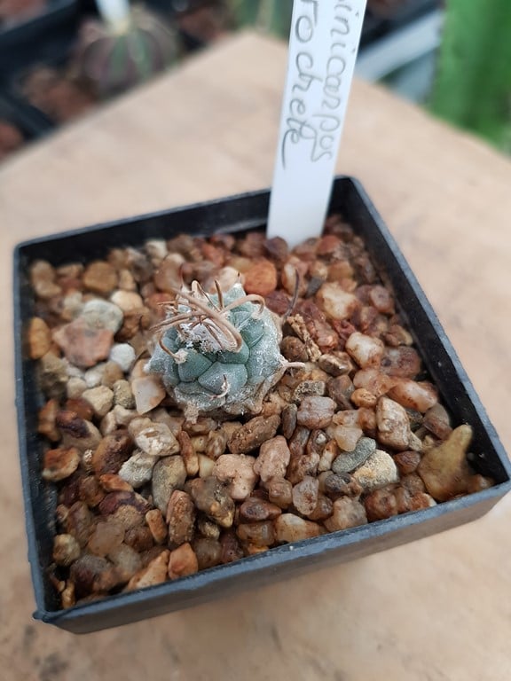  Turbinicarpus Macrochèle