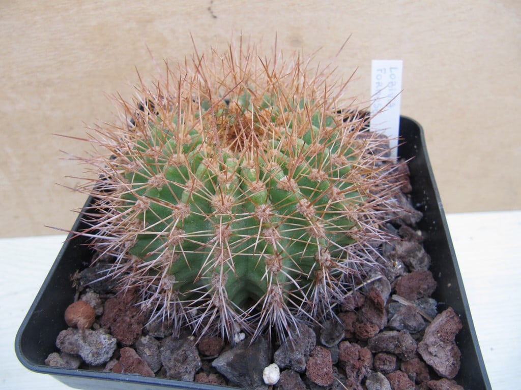 Lobivia Formosa