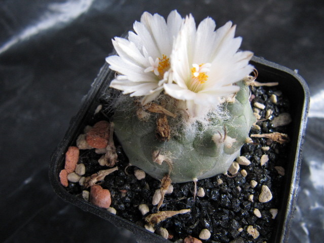 Turbinicarpus sp negrita 