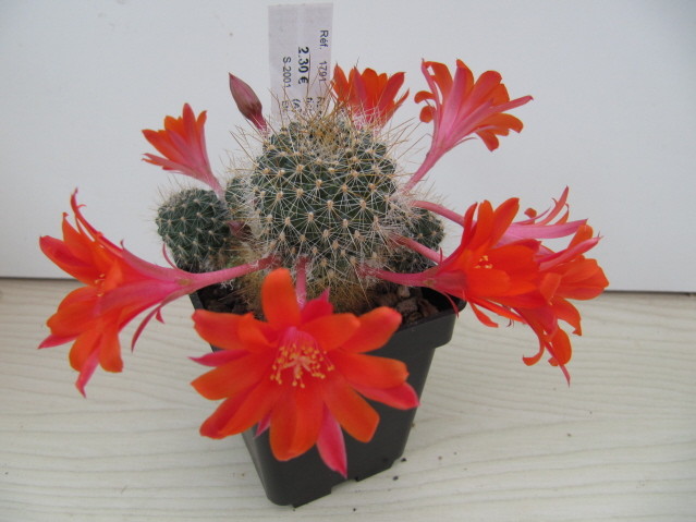 Rebutia Fiebrigii(Aylostera aureispina KK 1694) 