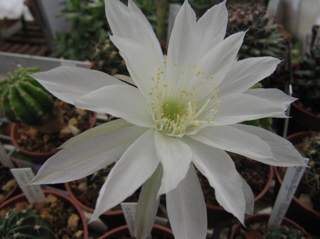 Echinopsis Polyancistra 