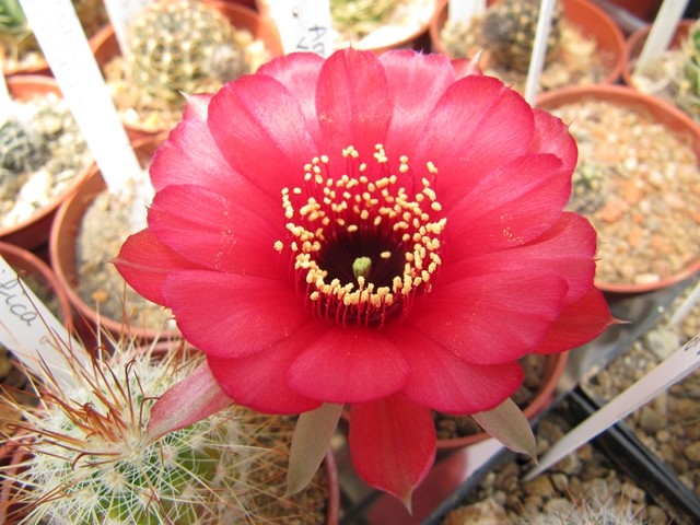 Lobivia Arachnacantha v, Torrecillacensis photo prise le 04-06-2013