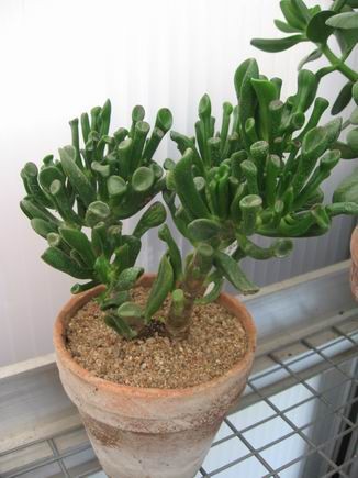 réf:1531-2 Photo prise le 28-03-2008