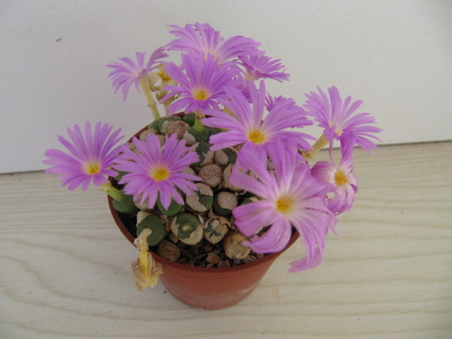 réf:1626-1 Conophytum Ectypum SB 1122