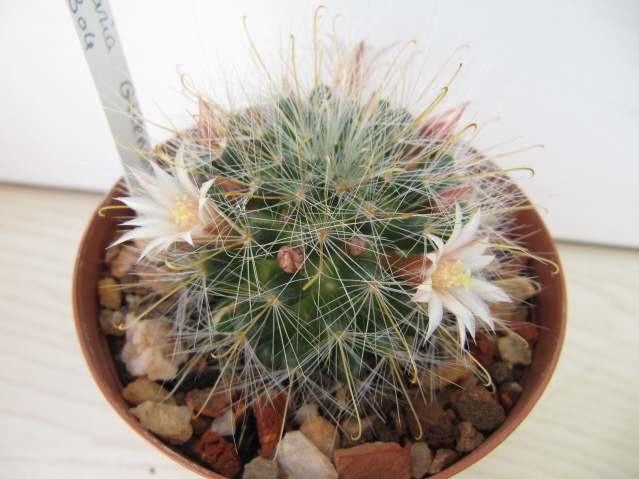Mammillaria gilensis ML304 