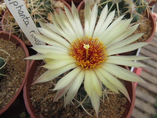 Coryphantha Retusa 