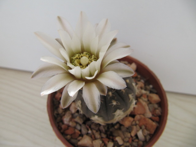 Gymnocalycium Ragonesei 