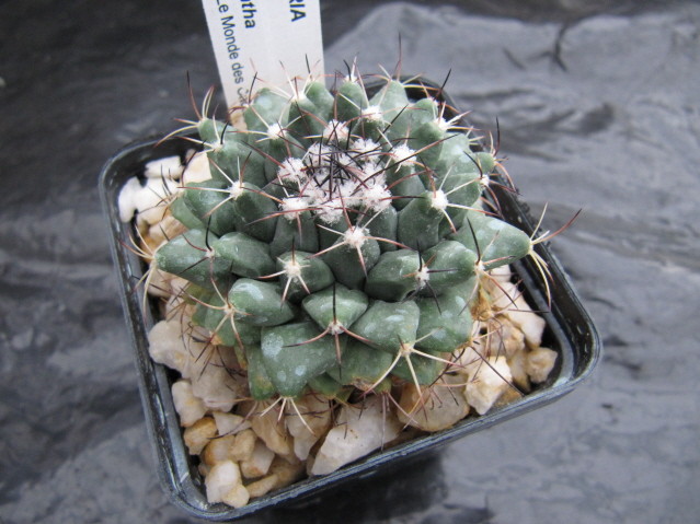 Mammillaria heyderie ssp meiacantha