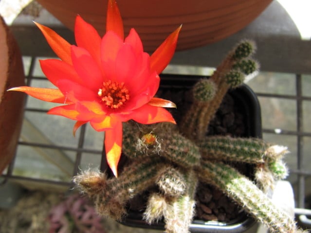 Chamaecereus 