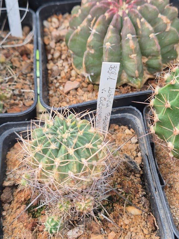 Lobivia Pugionacantha v. culpinensis