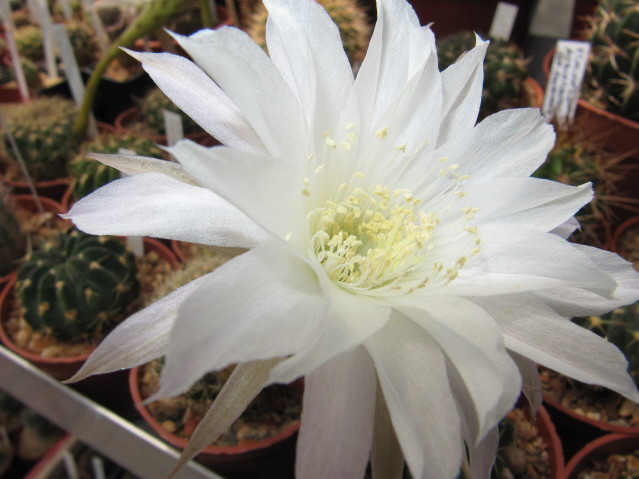 Echinopsis Polyancistra 