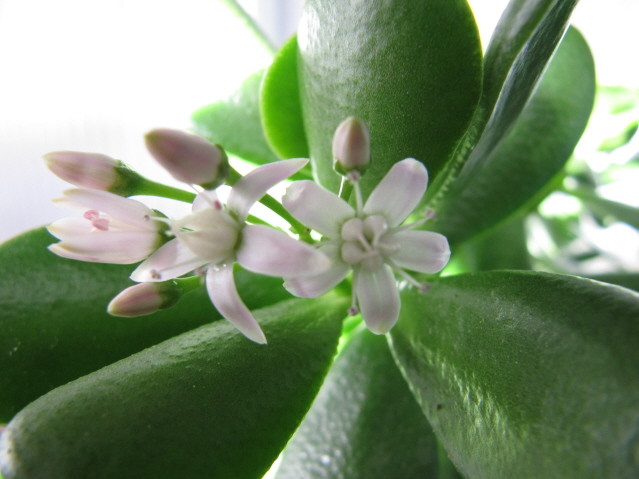 réf:1530  Crassula  Portulacea