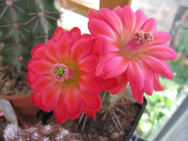 Echinocereus Polyacanthus 