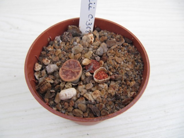 réf:27 Lithops bromfieldii C_368