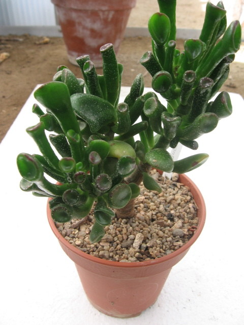 réf:1531-1 Photo prise le 08-10-2007