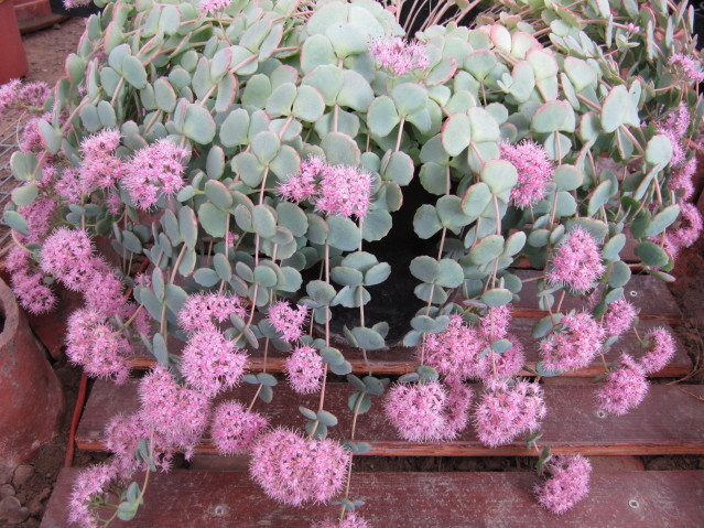 réf:1571  Sedum Sieboldii