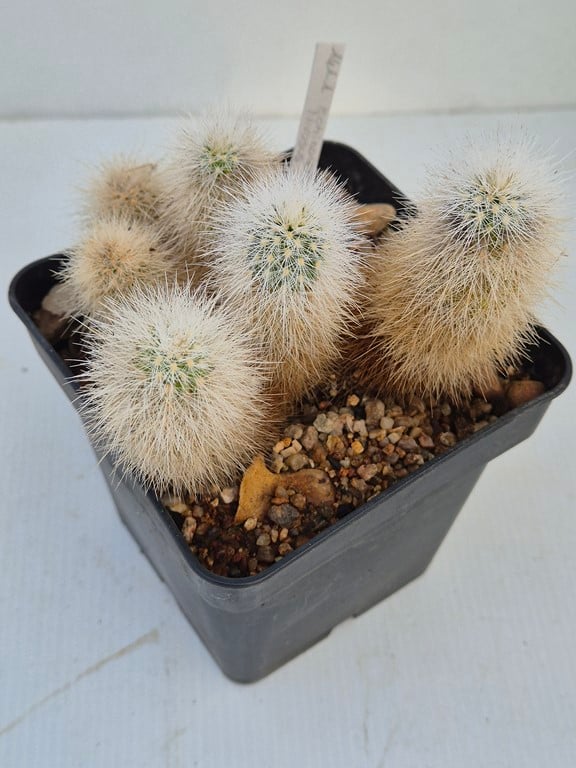 Echinocereus  Nivosus