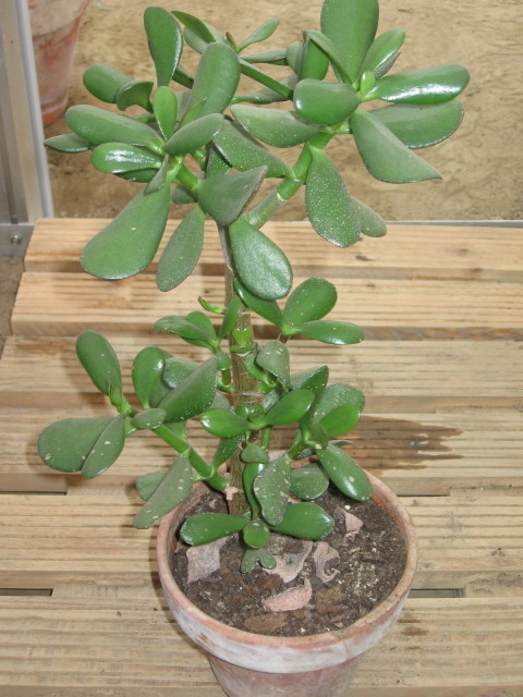 réf:1530-1 Photo prise le 01-05-2006