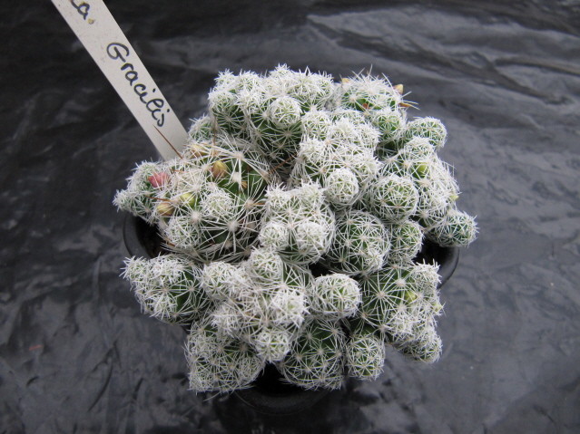 Mammillaria gracilis