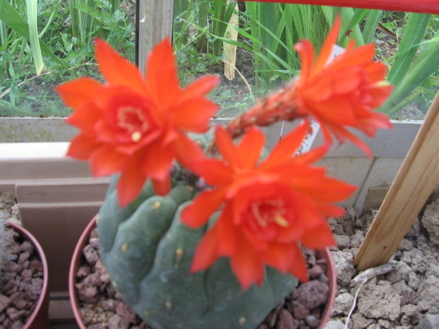 Matucana Madisoniorum