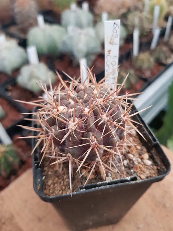 Eriosyce curvispina AdB-2.4.2