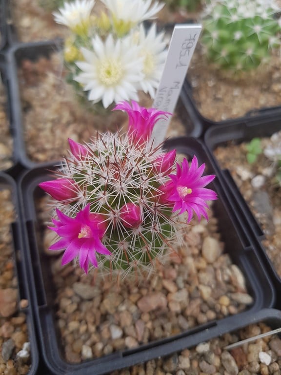 Mammillaria Virginis FO_63