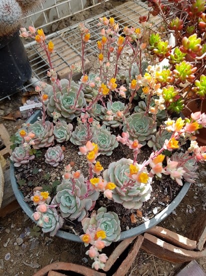 réf:1540-1 photo prise le 12-04-2020