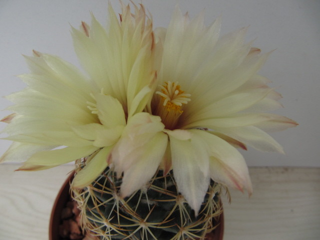 Coryphantha compacta