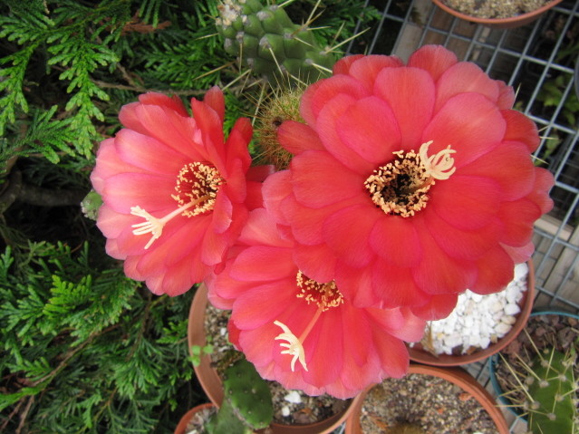 Echinopsis Huascha 