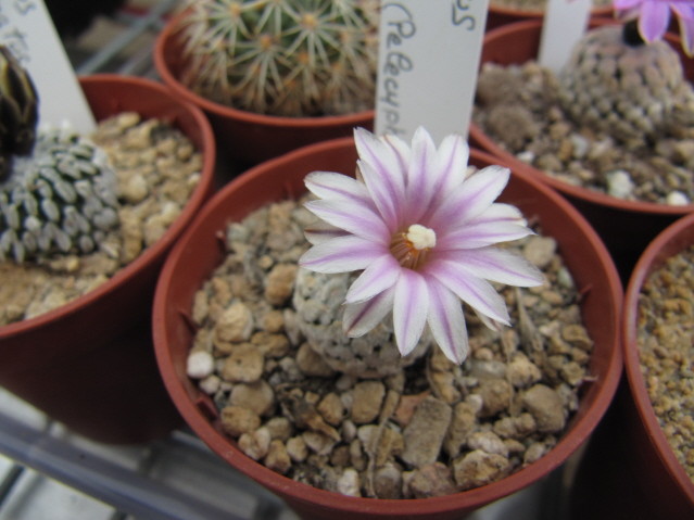 Turbinicarpus valdezianus var. albiflorus 