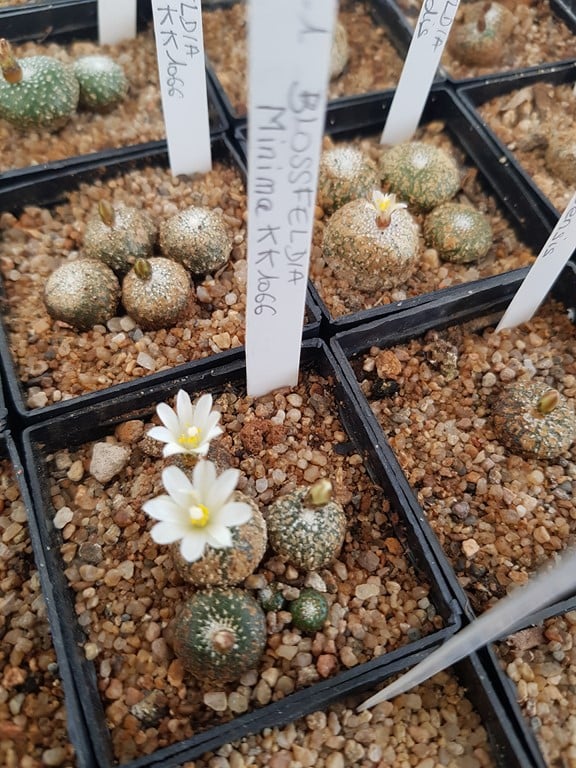  Blossfeldia minima KK_1066 