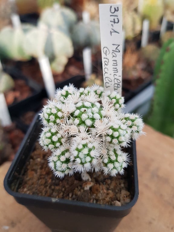 Mammillaria gracilis Oruga