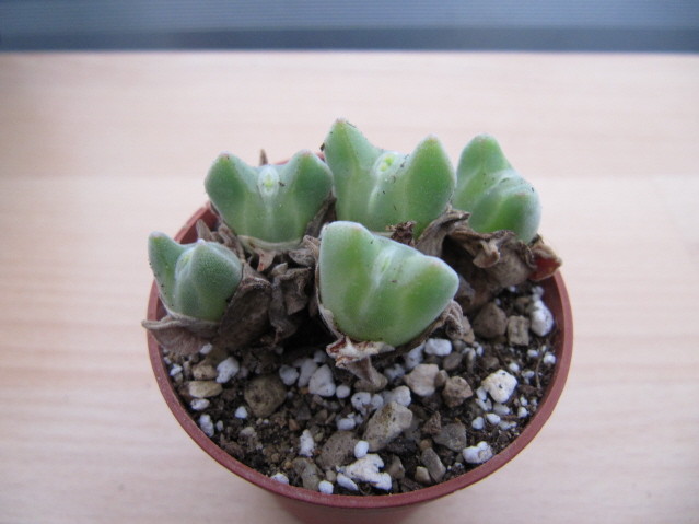 réf:1628-1  Conophytum Regale