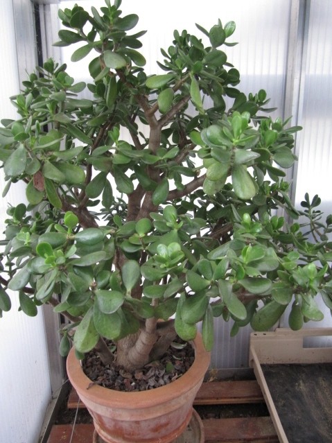 réf:1530-1 Photo prise le 06-09-2012