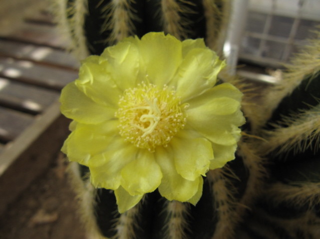 Notocactus Magnificus 