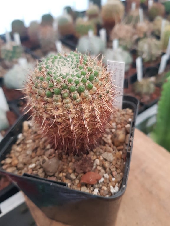 réf:408 Notocactus mammulosus gracilior  DV 74