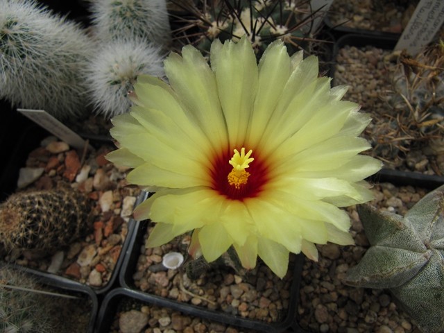 Astrophytum Capricorne 