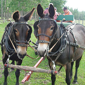 Canadian Hay Ranch, mules