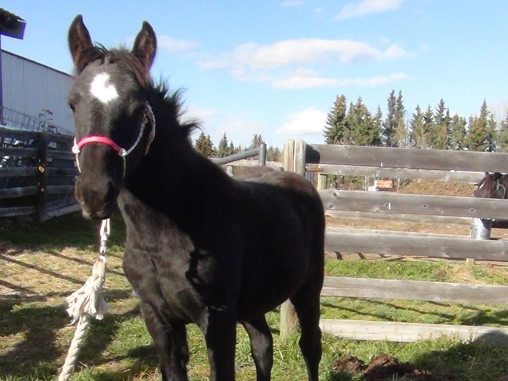 Blain Revelstoke Cathalaina